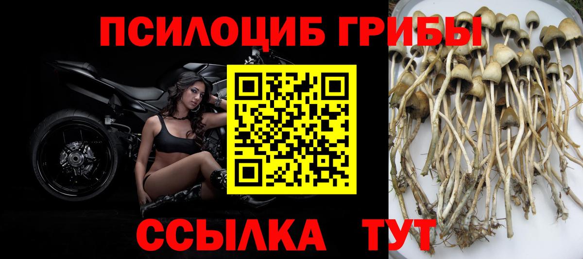 где продают наркотики  Псилоцибиновые грибы GOLDEN TEACHER  Вход с VPN  Зима 